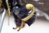 266770 – Photo : Gomjabar35 – France (35)